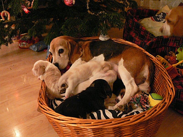 bašta pod stromečkem