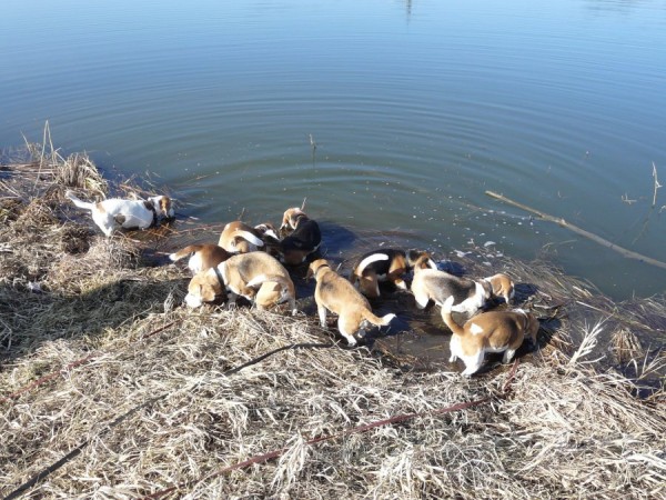 První letošní koupání