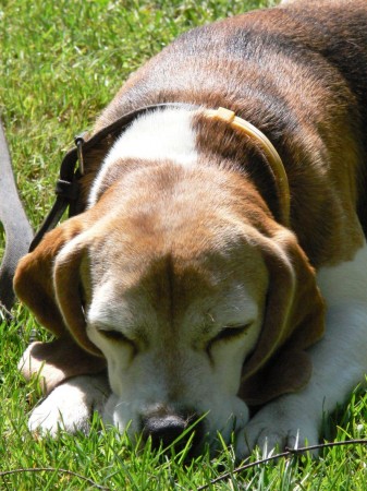 Nikolka po denním výletě