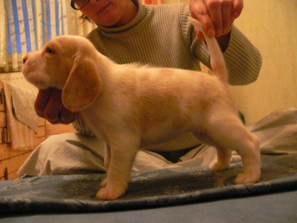 Fors of Volcano Cotopaxi