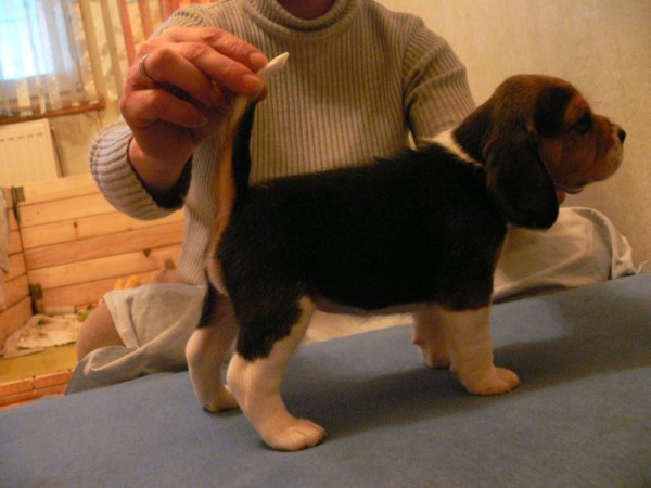 Fatum of Volcano Cotopaxi