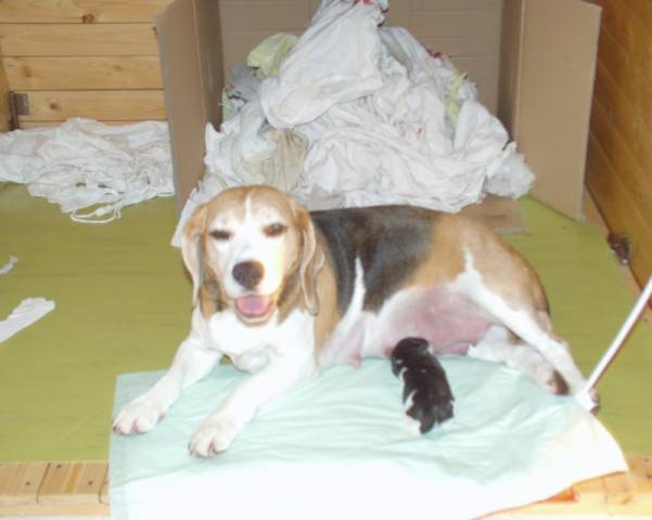 Bylo to náročné (zejména na úklid)