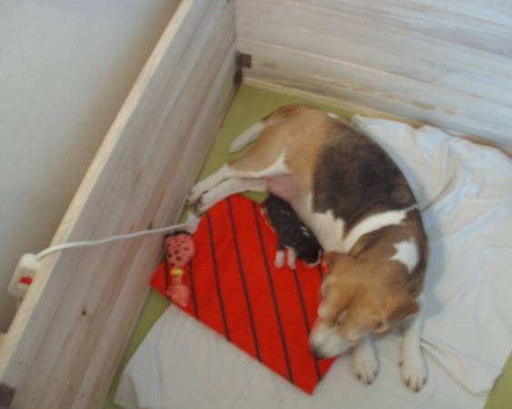 malilinka a veelikaaaa