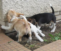 tady se Horvy učí, že hlavou zeď neprorazíš