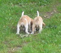 ukázka dokonalého přivolání