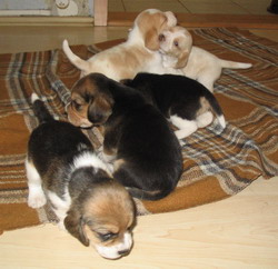 kliknutím zavřete okno