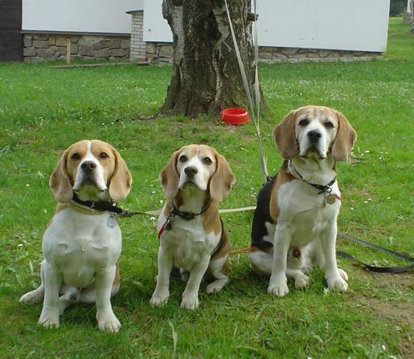 copak to bude dobrého
