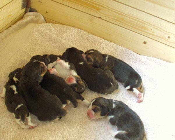 kompletní smečka II