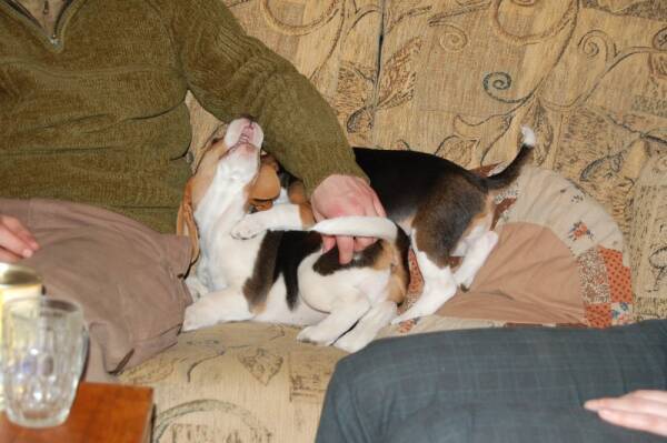 pozor už mám velké zuby