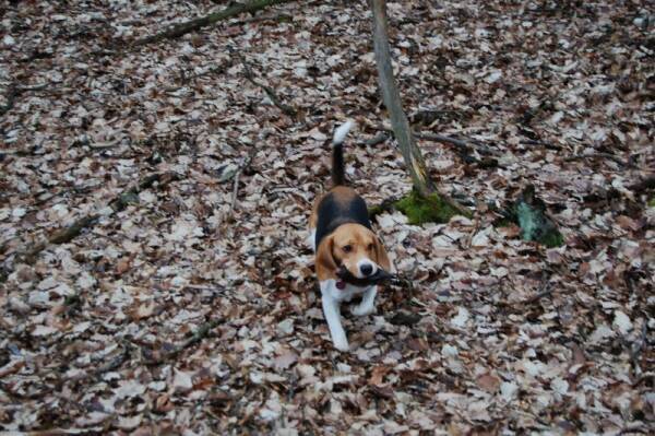 jenom moje prasátko