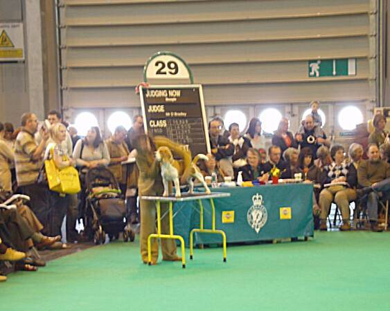 Good citizen dog scheme dog - Bublinka před individuálním posuzo