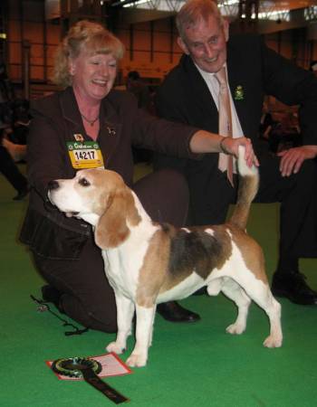Best of Breed-Beagle Crufts Winner 2007