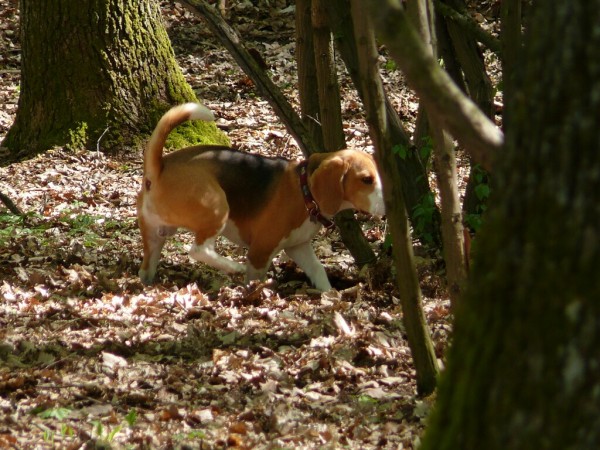 něco cííítíííí