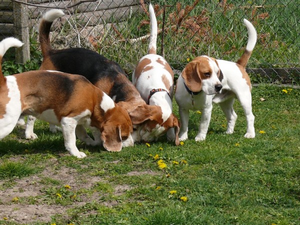 lízací spolek (vylízaných)