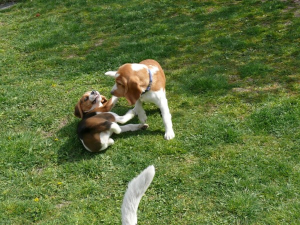 ... a Ruby si nenechá nic líbit...