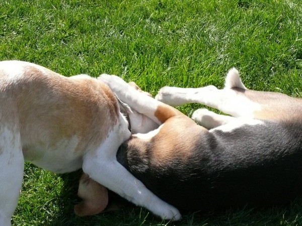 (skoro)setsterské objetí