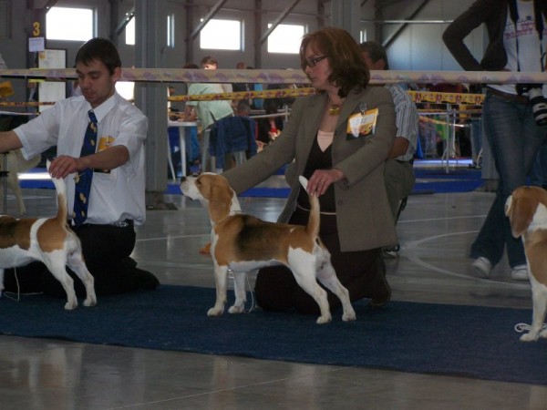 Hudla V1 CAC res. CACIB