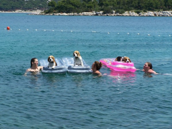 plavčice a plavčíci