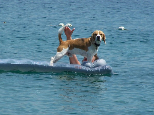 Buba v postoji na otevřeném moři