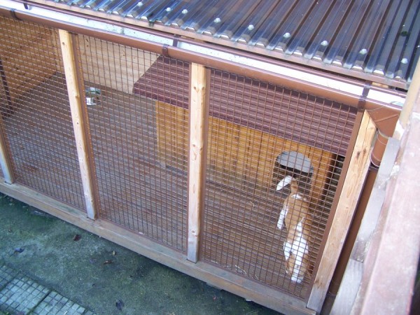 Puňta šmejdí v kotečku