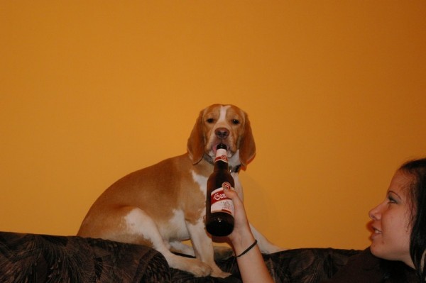 aké to pivečko je?