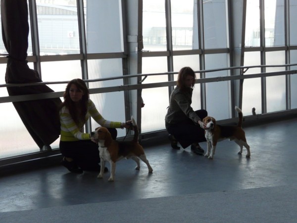 pejsci - mezitřída