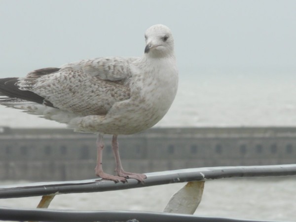 Živý nebo vycpaný