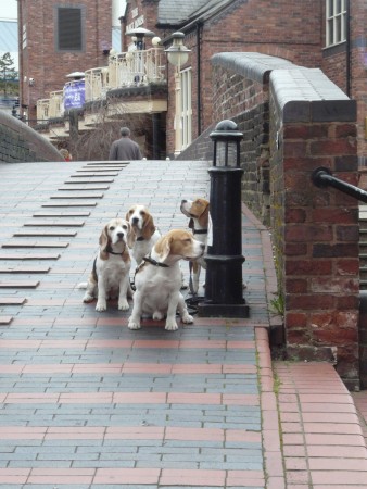 Typičtí Angličani