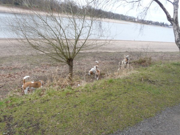 Šmejdící bíglové