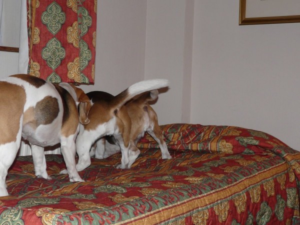 Piškotek za postelí