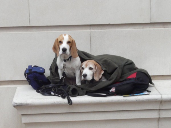 Anglické podnebí je studené