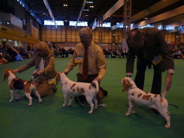 Nejlepší feny na Crufts