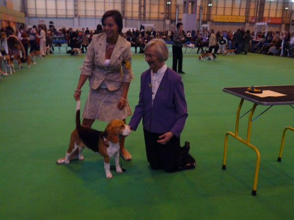 Challenge Certificate Dog - Ch.Dialynne Maximus