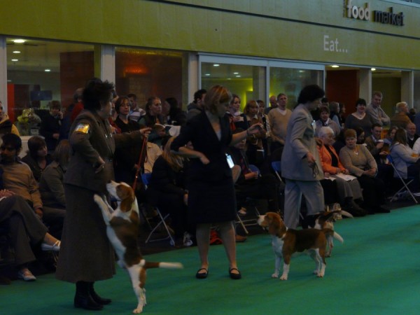 Ch. Serenaker Devil In Disguise JW