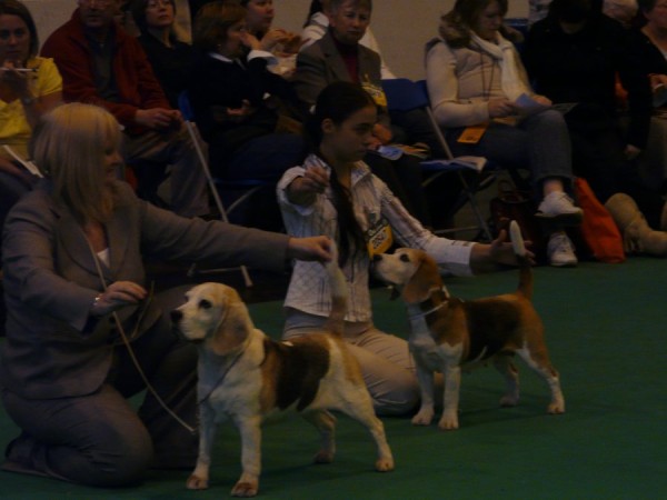 Good Citizen Dog Scheme Bitch