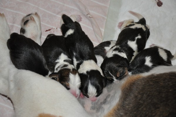 Tam je něco k snědku