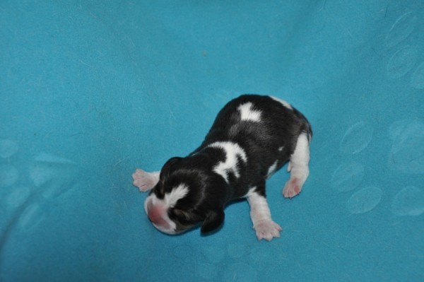 kluk2 šestý narozený