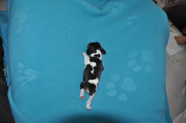 holčička4 pátá narozená