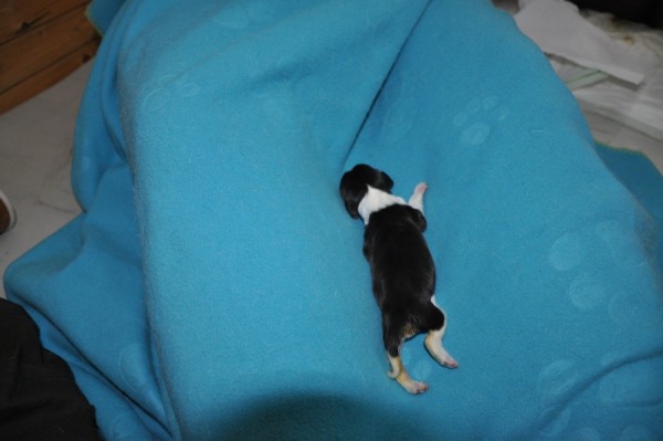 holčička3 čtvrtá narozená