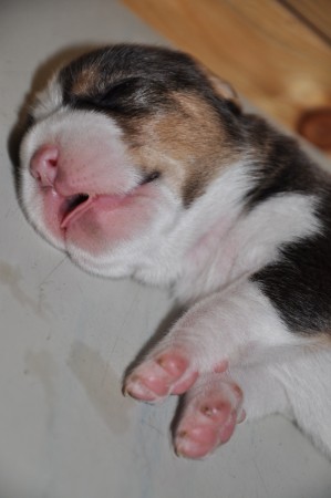 Něco se mi zdá podruhé