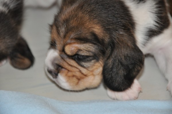 poslední holčička