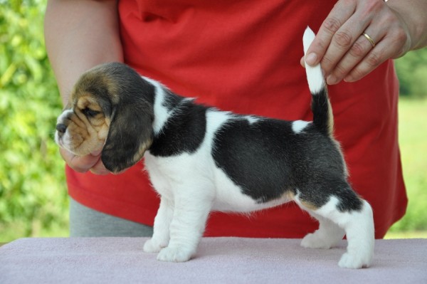 Hippolyta of Volcano Cotopaxi - postoj I