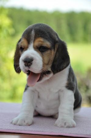 Hesperia of Volcano Cotopaxi - profil