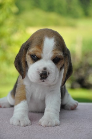 Hermioné of Volcano Cotopaxi - profil