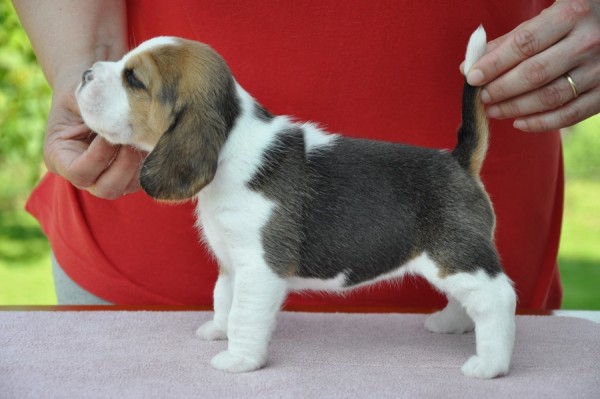 Hermioné of Volcano Cotopaxi - postoj II