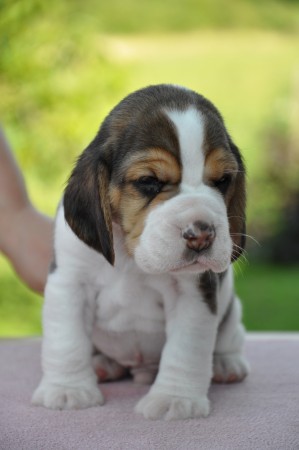 Hermés of Volcano Cotopaxi - profil