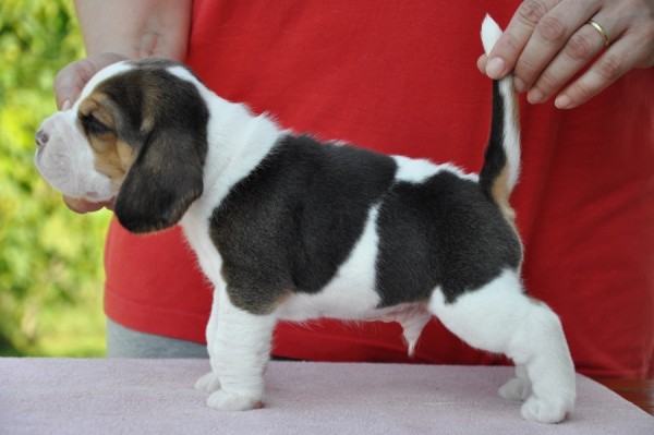 Hermés of Volcano Cotopaxi - postoj I