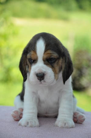 Harpalyké of Volcano Cotopaxi - profil