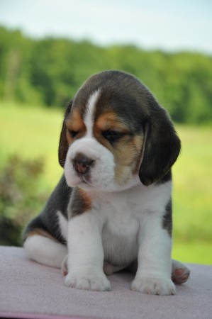 Haimón of Volcano Cotopaxi - profil