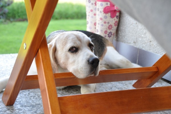 Kota nerozhodí ani banda štěňat